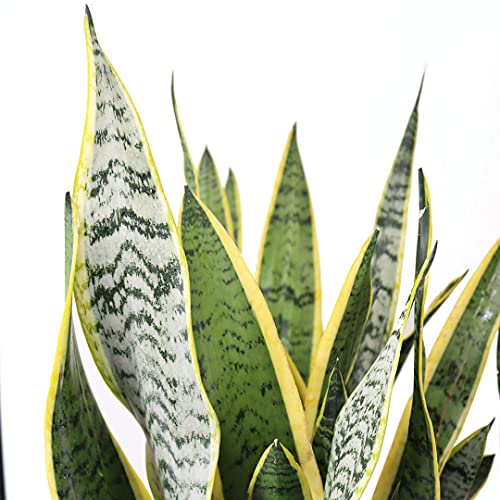 Sansevieria Live Houseplant M2416