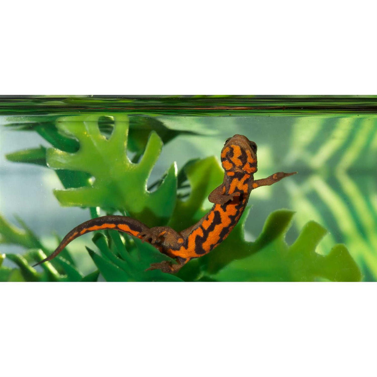 Paludarium Terrarium and Aquarium O546