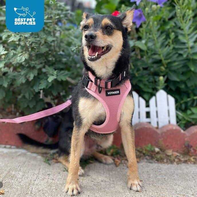All Weather Mesh Adjustable Step-in Pet Harness Y710