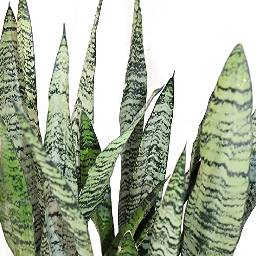Sansevieria Live Houseplant M2416