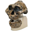 Australopithecus Boisei Skull Model C614834