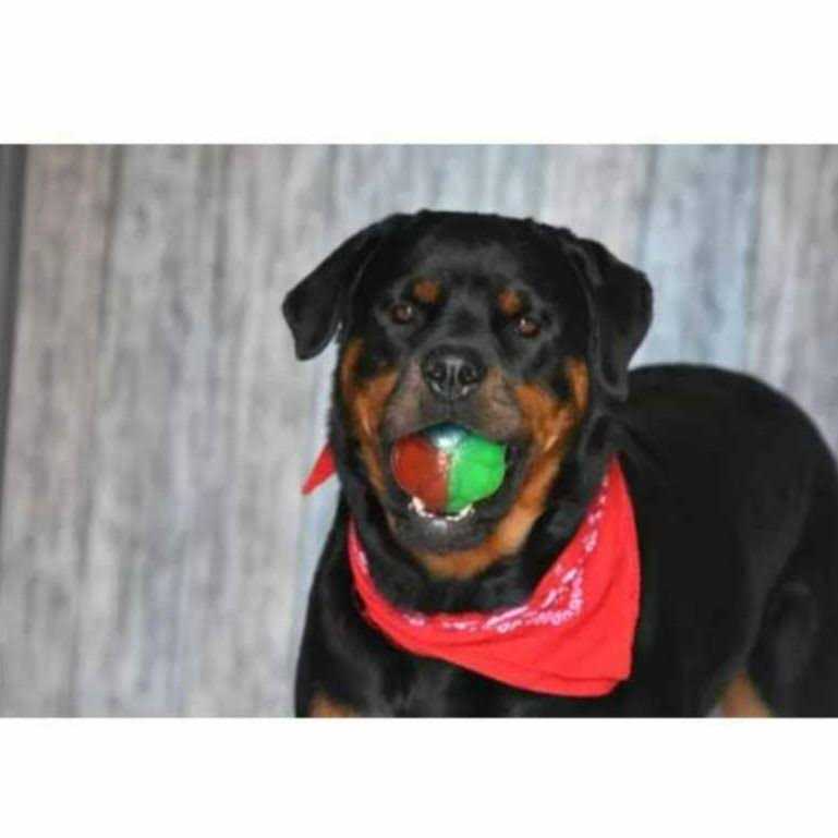 Dog Toy Z77537