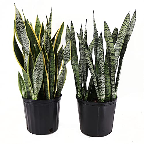 Sansevieria Live Houseplant M2416