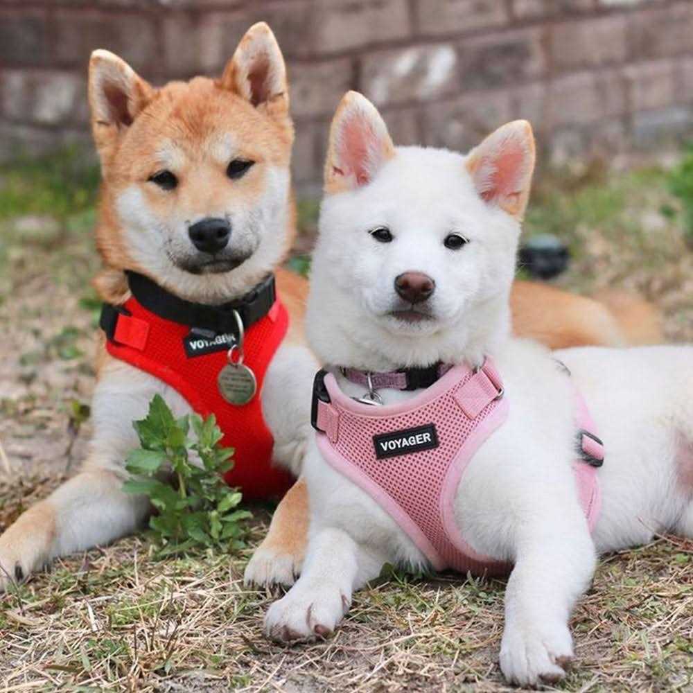 All Weather Mesh Adjustable Step-in Pet Harness Y710