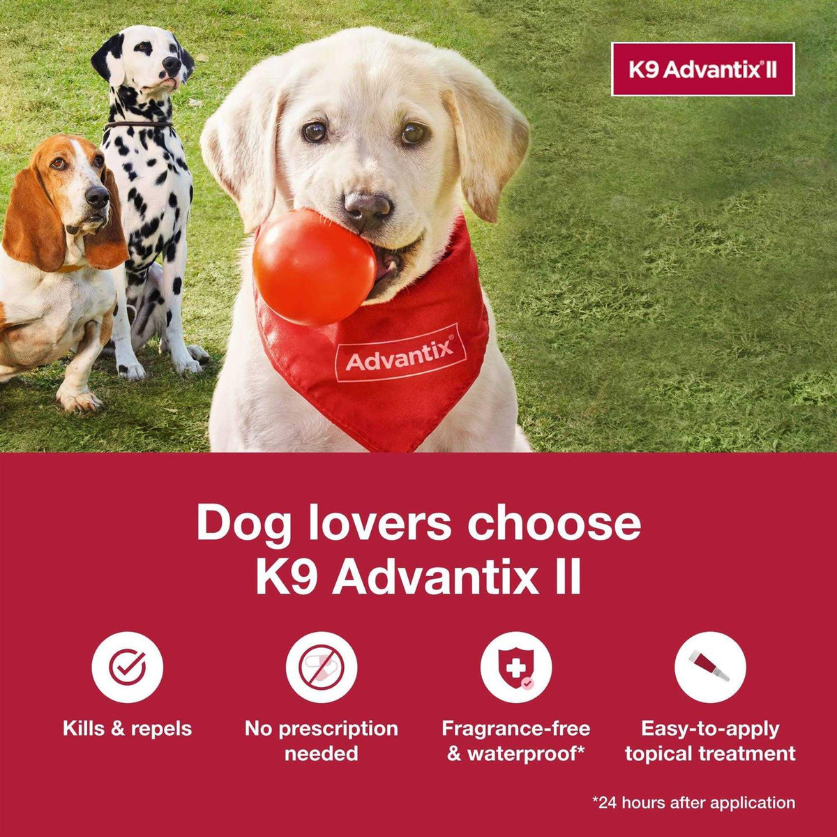 Extra Large Dogs Pet Supplies O28645