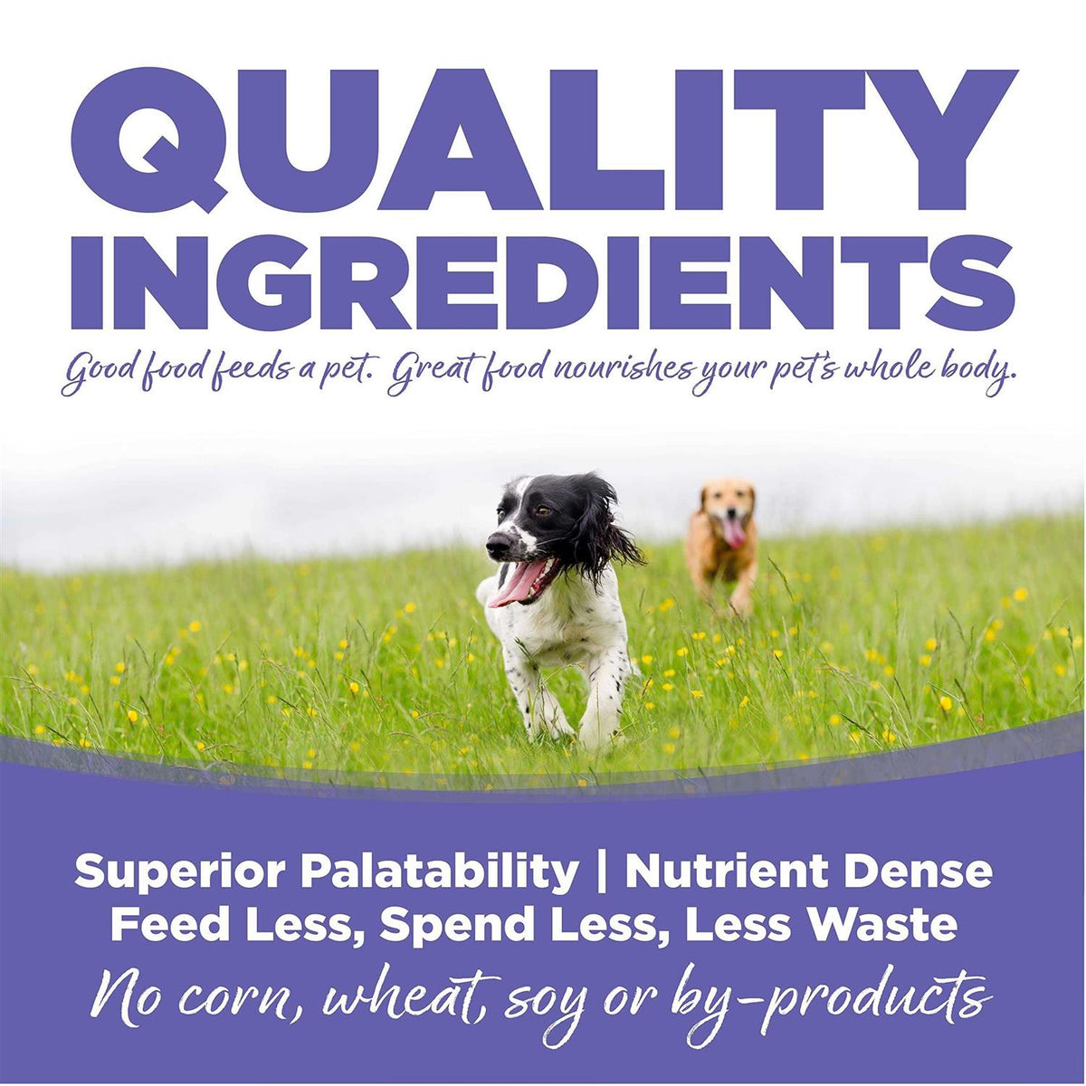 Chicken Rice Small Medium-Breed Puppy Dry Dog Food W233718